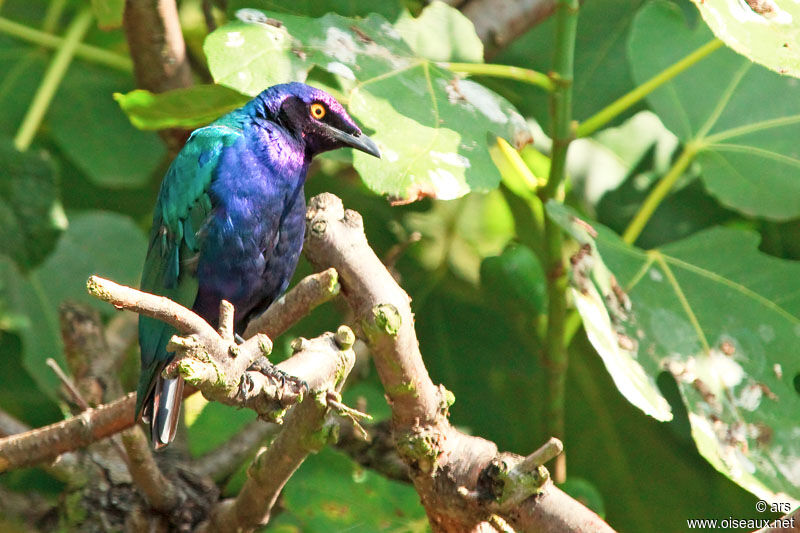 Choucador pourpré, identification