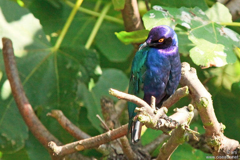 Choucador pourpré, identification