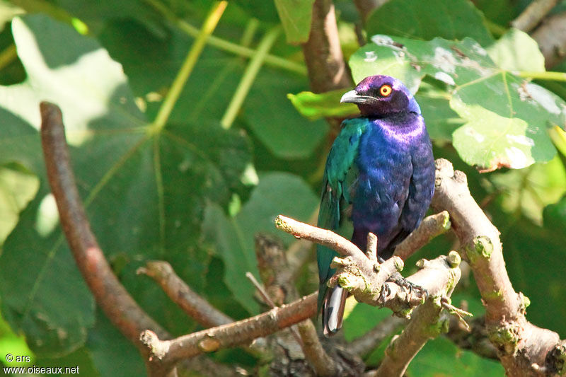 Choucador pourpré, identification