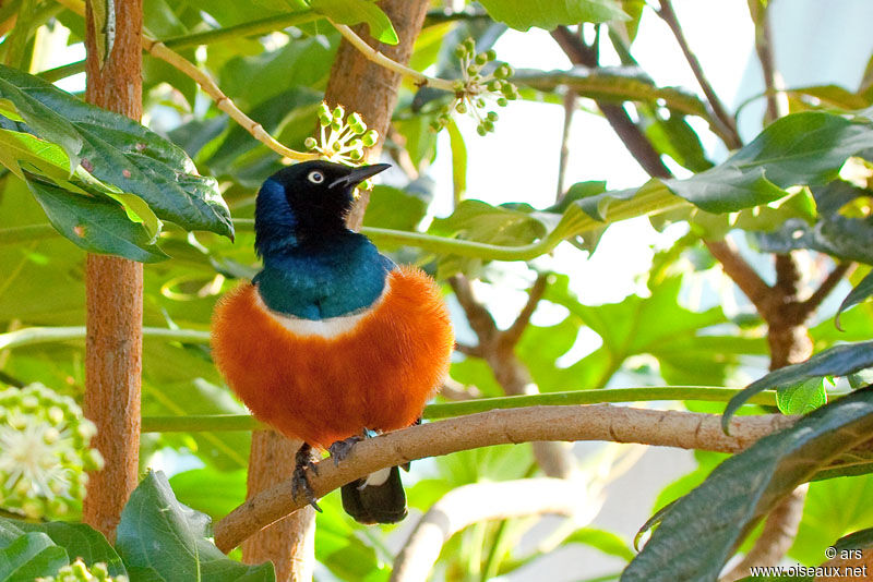 Superb Starling, identification