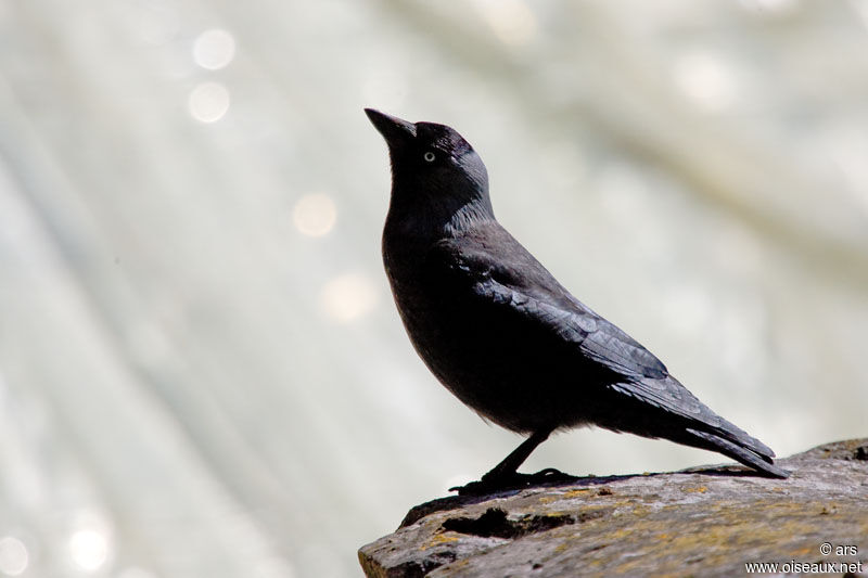 Western Jackdaw, identification