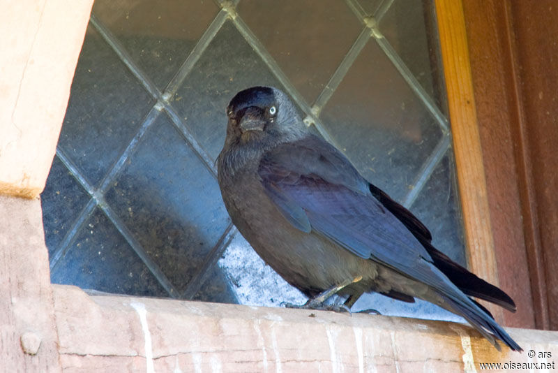 Western Jackdaw, identification