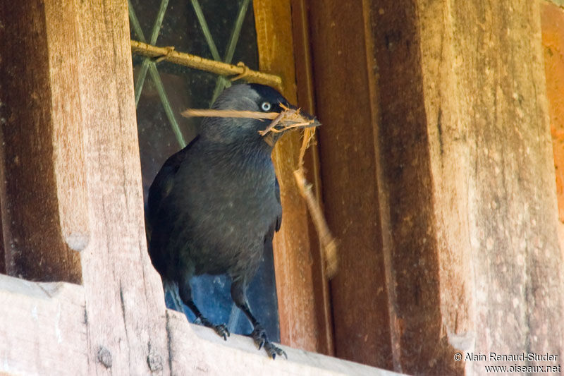 Choucas des tours, identification