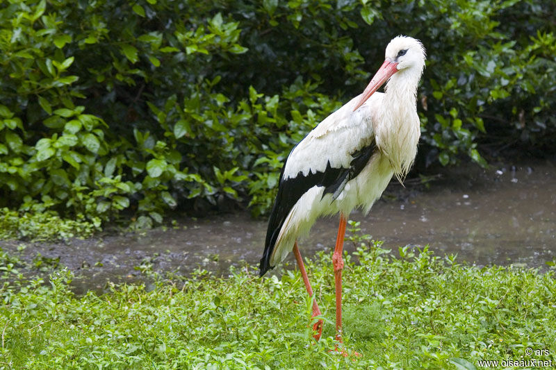 White Stork, identification