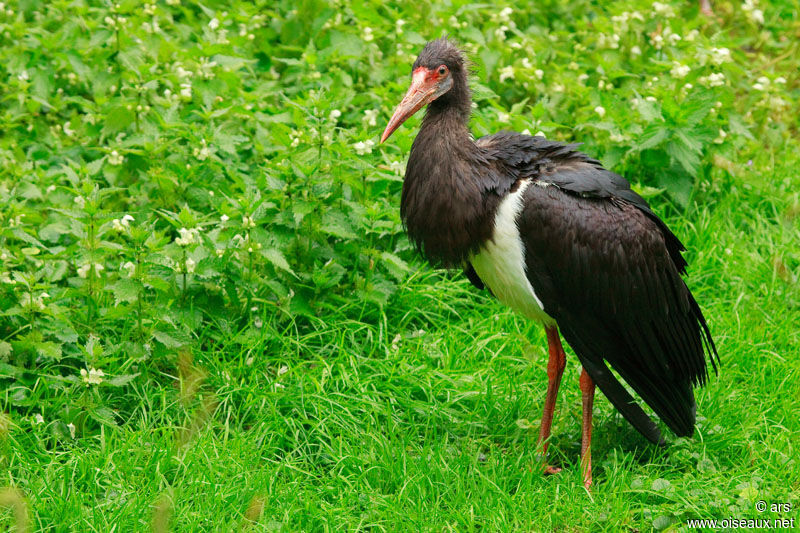 Cigogne d'Abdim, identification