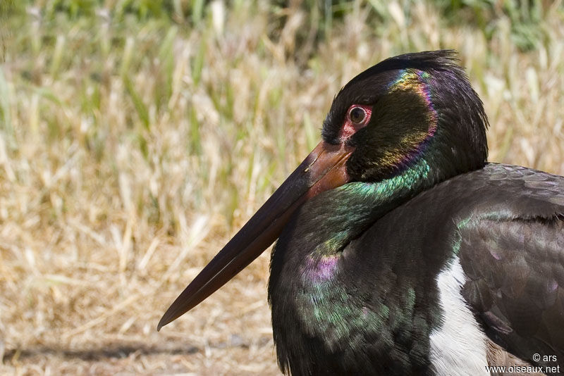 Black Stork, identification