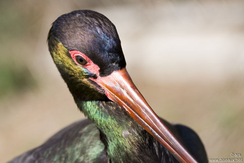 Black Stork, identification