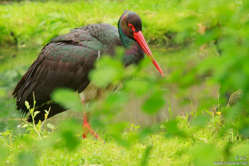 Black Stork, identification