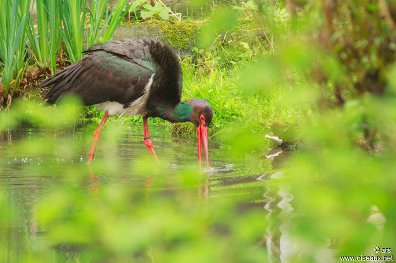 Black Stork, identification