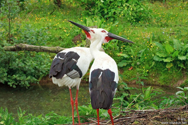 Oriental Stork, identification