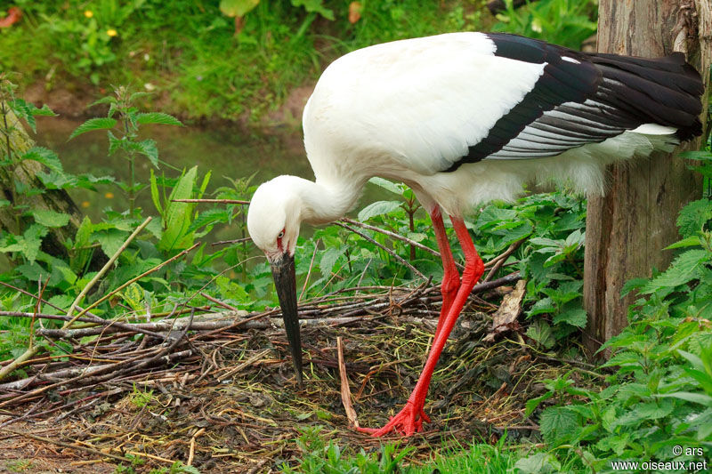 Cigogne orientale, Nidification