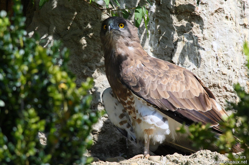 Circaète Jean-le-Blanc, identification