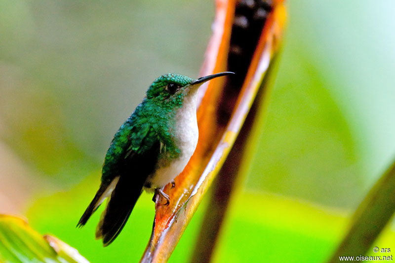 Colibri à gorge lilas, identification