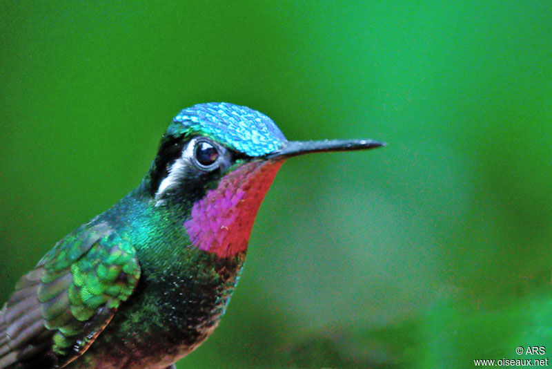 Purple-throated Mountaingem male, identification