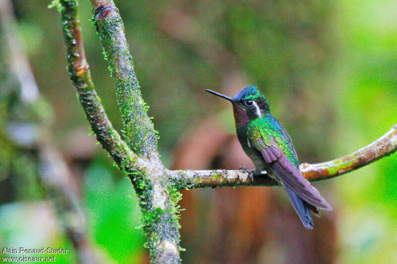 Colibri à gorge pourprée mâle adulte nuptial, identification