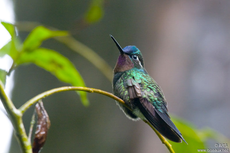 Colibri à gorge pourprée mâle adulte, identification