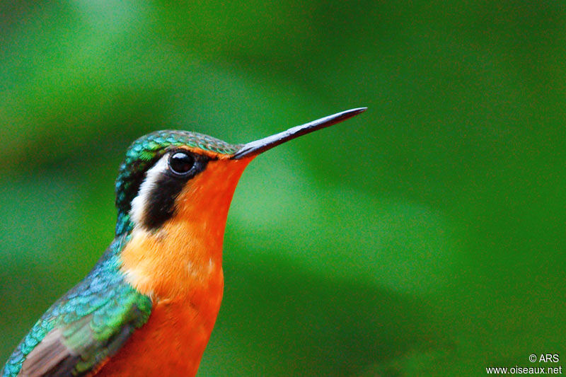 Purple-throated Mountaingem female, identification