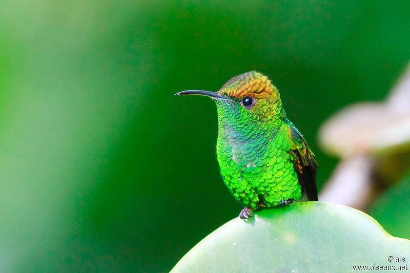 Coppery-headed Emerald, identification