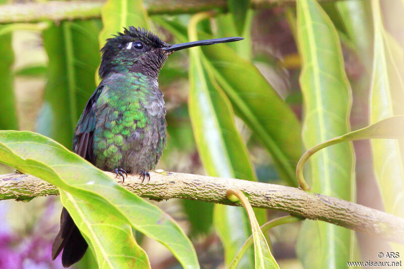 Colibri de Rivoli mâle, identification