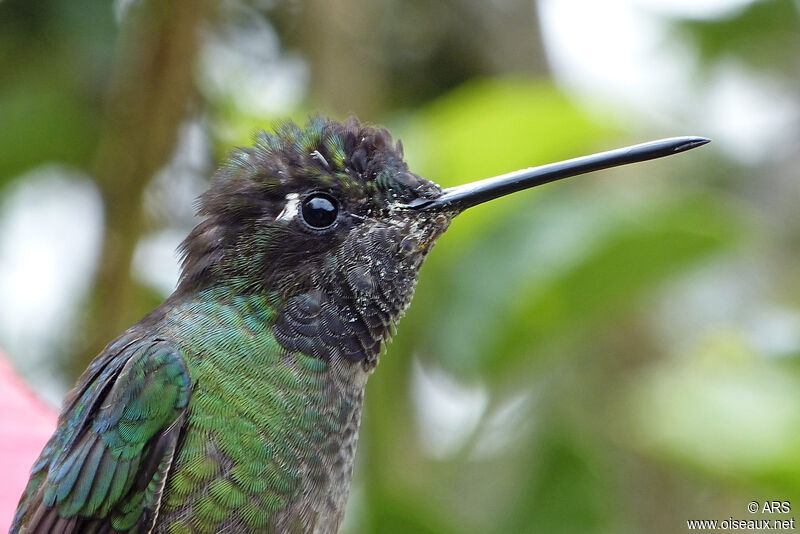 Rivoli's Hummingbird male, close-up portrait