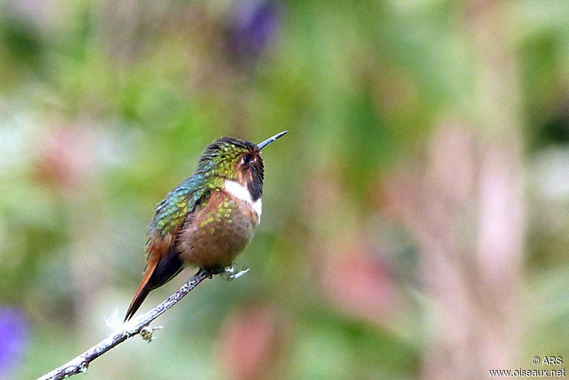 Colibri scintillant mâle, identification