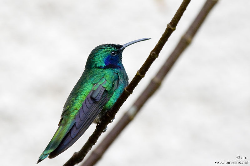 Colibri thalassin, identification