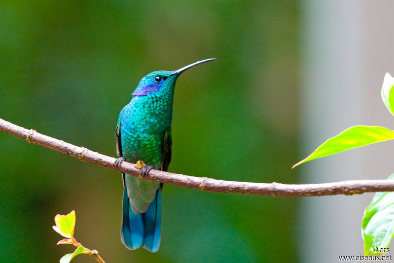 Colibri thalassin, identification