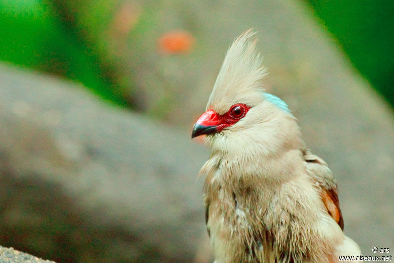 Coliou huppé, identification