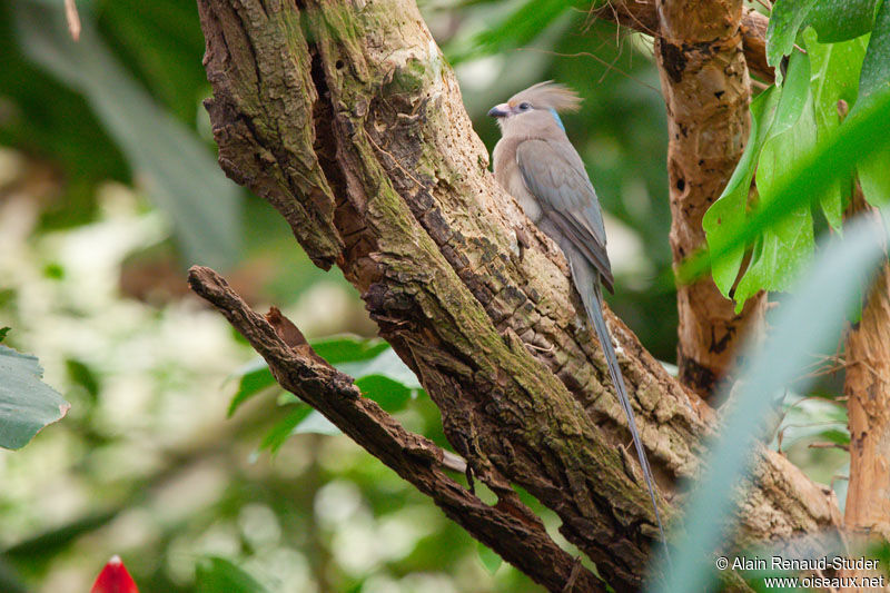 Coliou huppé, identification