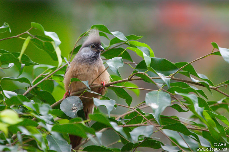 Speckled Mousebird, identification