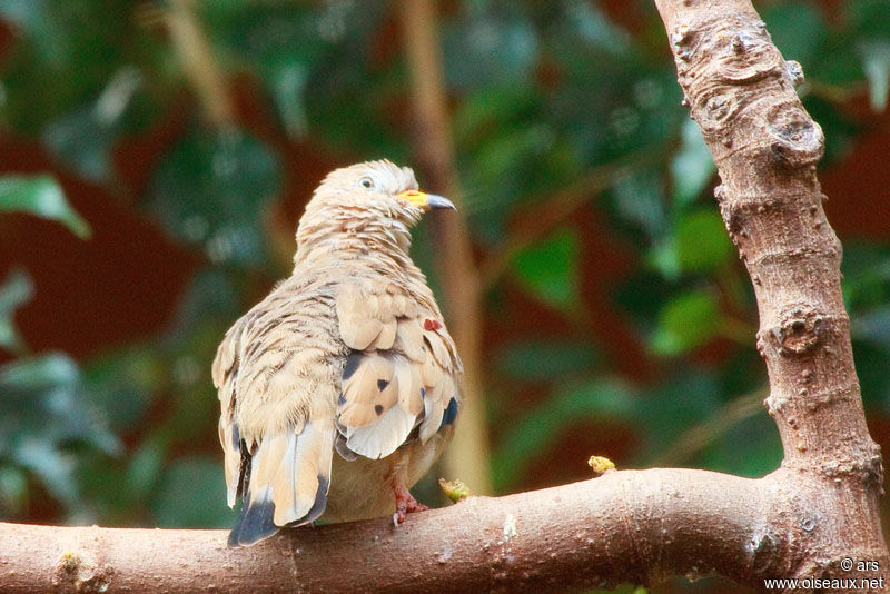 Colombe à bec jaune, identification