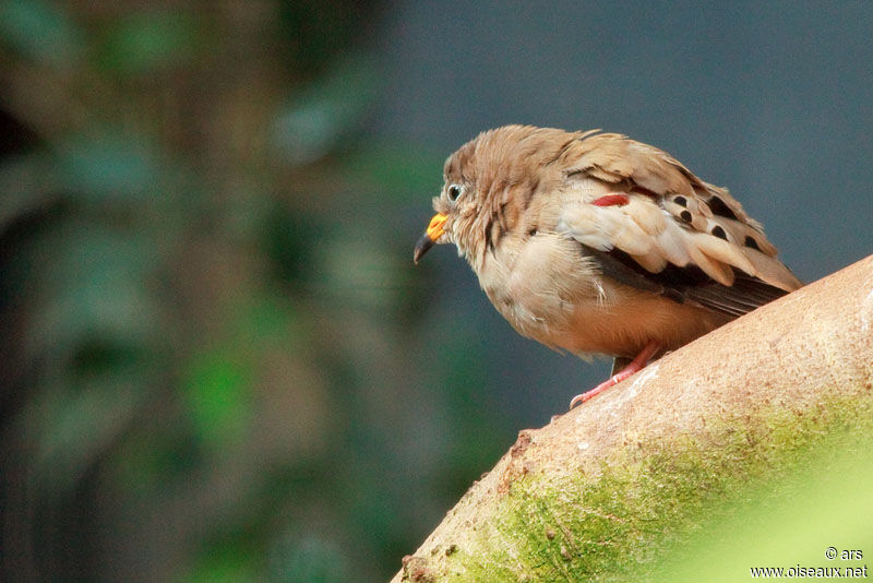 Colombe à bec jaune, identification