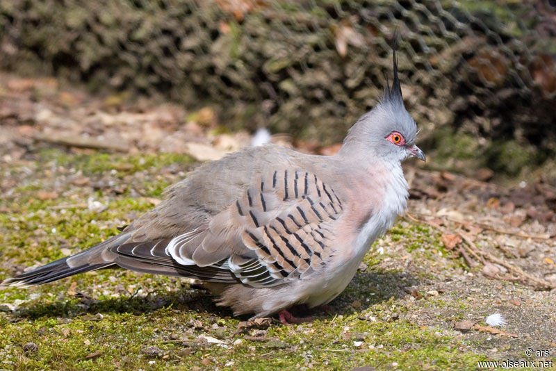 Crested Pigeon, identification