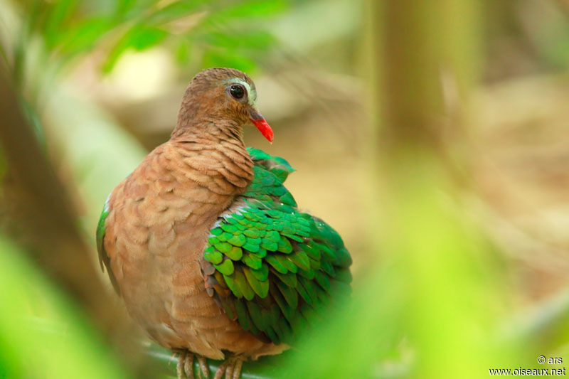 Common Emerald Dove, identification