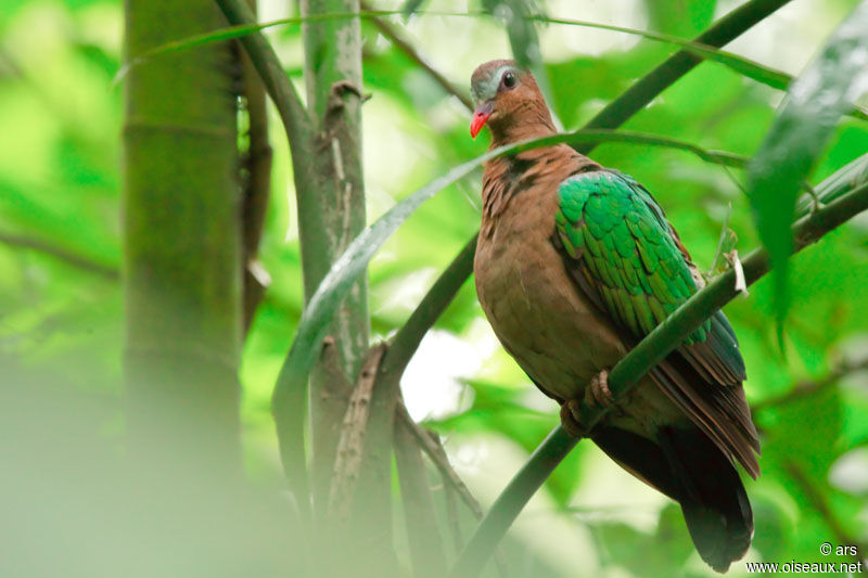 Common Emerald Dove, identification