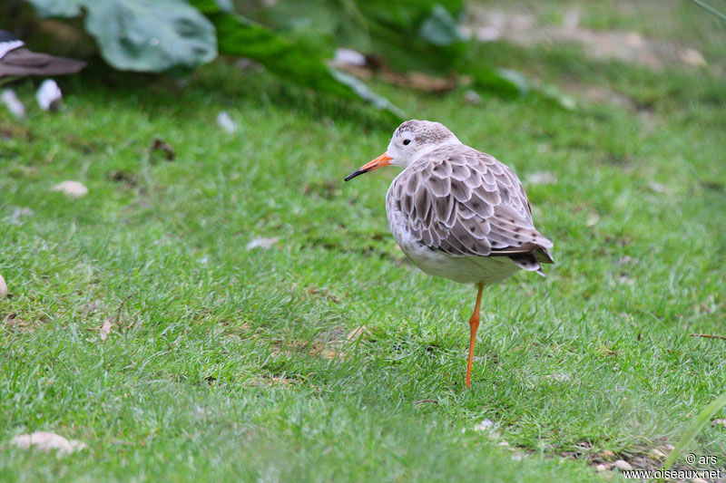 Combattant varié, identification