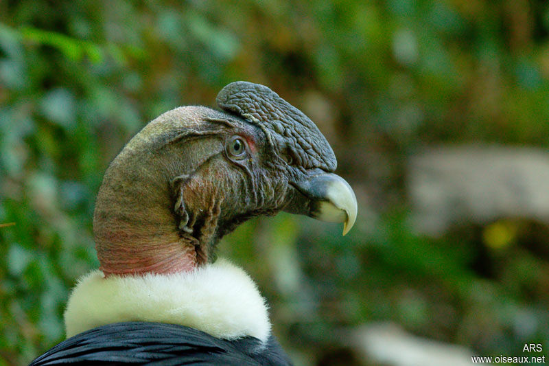 Condor des Andes, identification