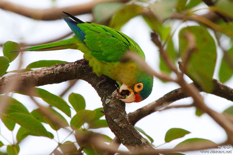 Conure à front rouge, identification