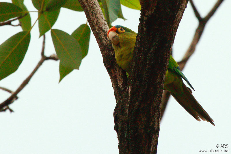 Conure à front rouge, identification