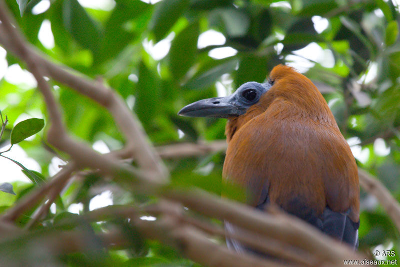 Coracine chauve, identification