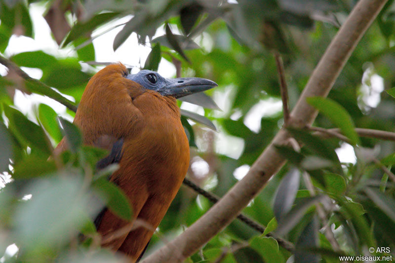 Coracine chauve, identification