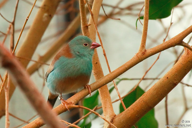 Blue-capped Cordon-bleu male adult, identification