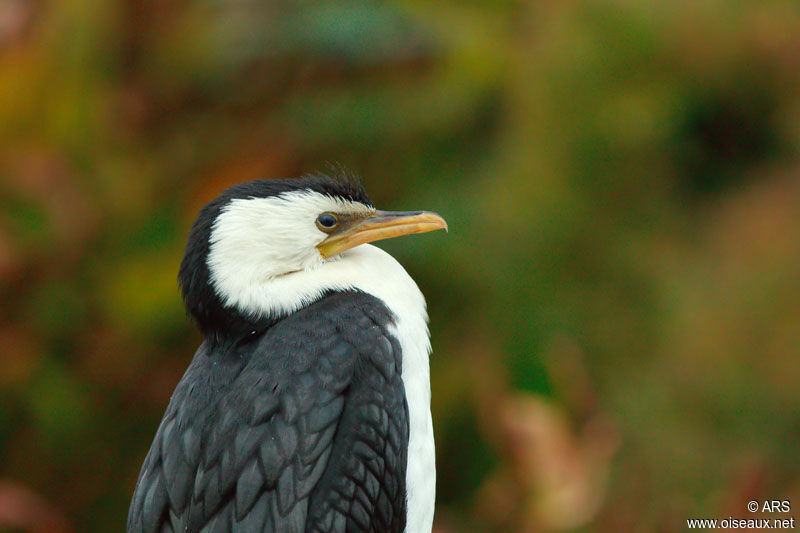 Cormoran pie, identification