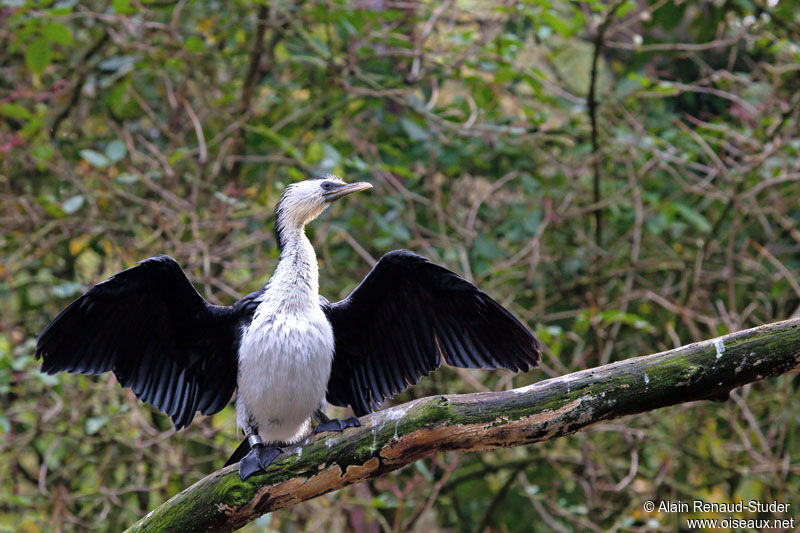 Little Pied Cormorant, identification