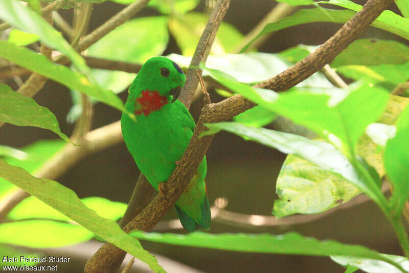 Blue-crowned Hanging Parrot, identification