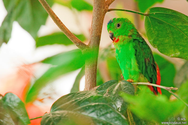 Blue-crowned Hanging Parrot, identification