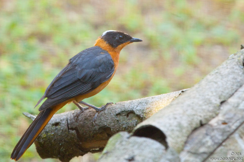 Snowy-crowned Robin-Chat, identification