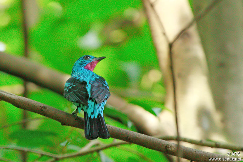 Spangled Cotinga, identification