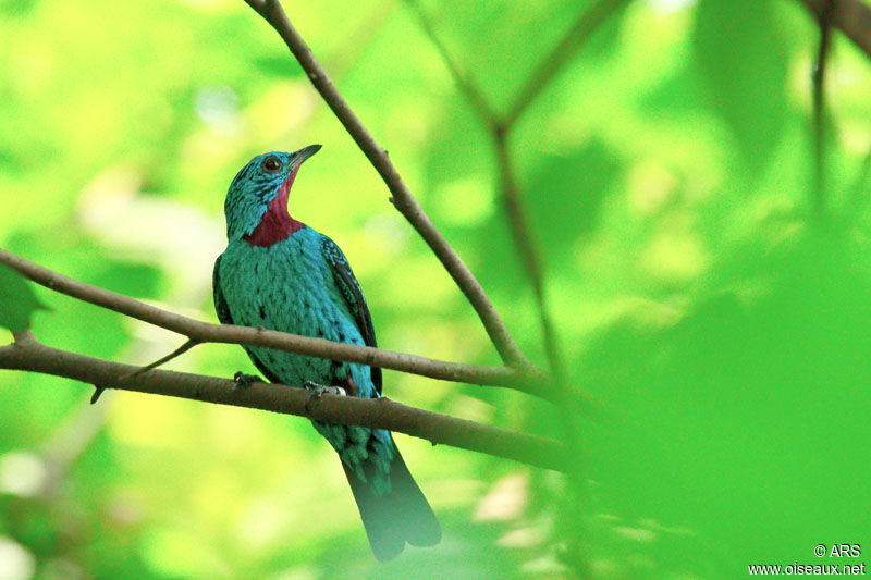 Cotinga de Cayenne, identification