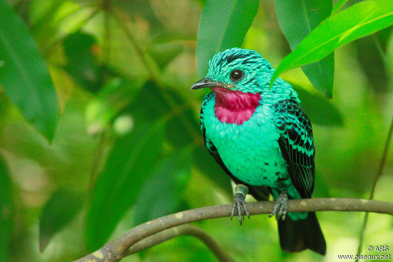 Spangled Cotinga, identification